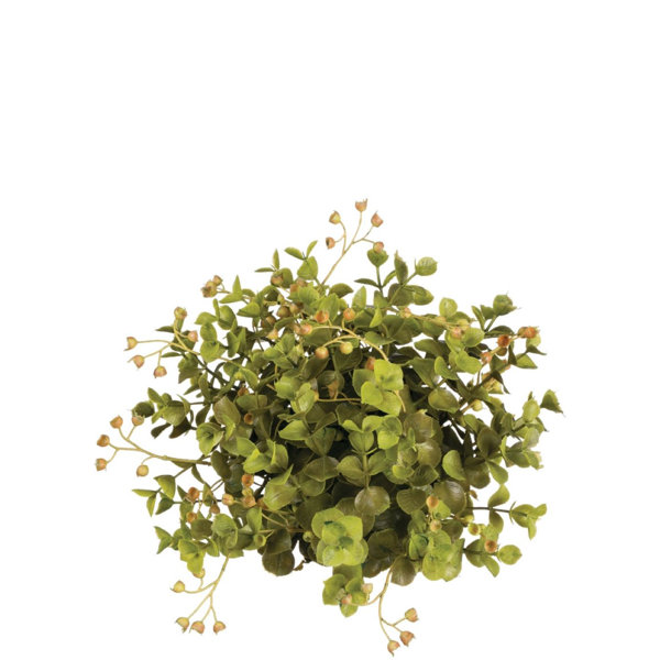 Gracie Oaks Tongouin Eucalyptus Half Orb Vase Filler & Reviews Wayfair